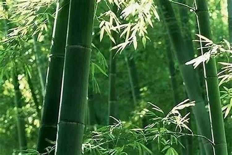 女人属蛇的最佳婚配
