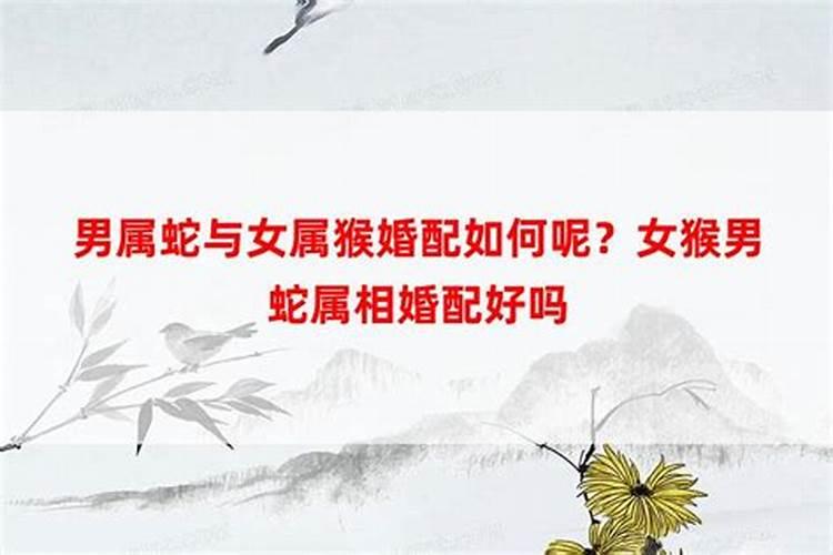 蛇女最佳婚配表