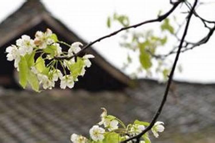 清明节烧纸是在十字路口还是丁字路口清明节烧纸是在十字路口中间还是在...