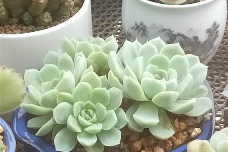 立秋这么晒太阳,怪不得多肉晒一盆死一盆!
