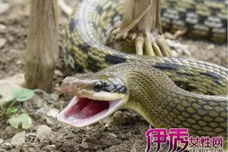 连续几天晚上做梦,梦到蛇是什么意思？