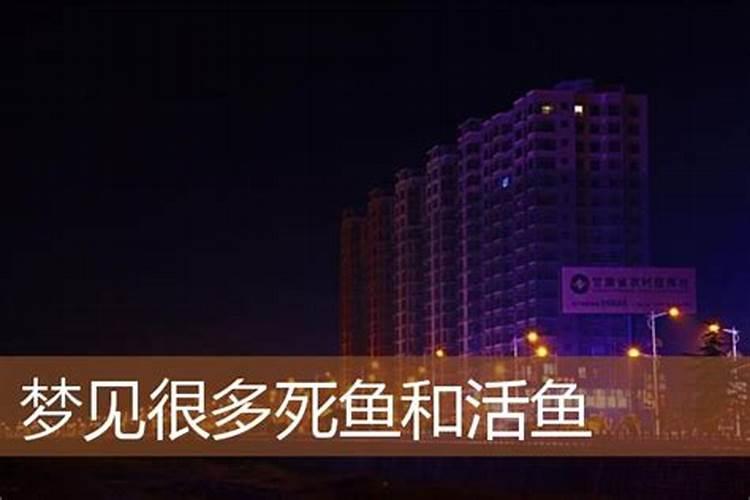 梦见死鱼死猫死老鼠