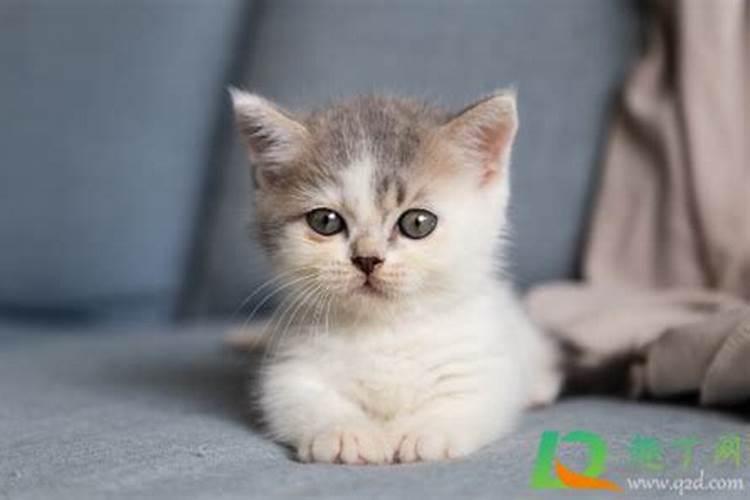 女人梦见猫是什么预兆