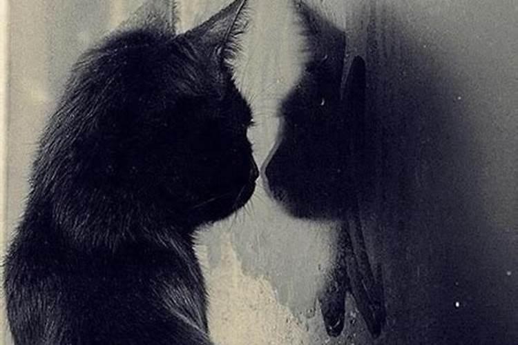 女人梦到猫是什么意思？