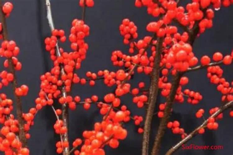 重阳节送老人什么鲜花好