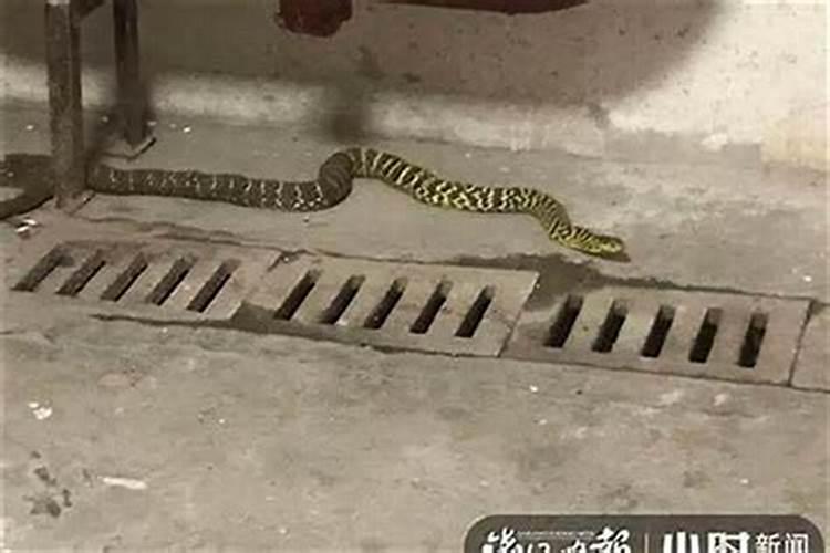 蛇进家里是什么预兆