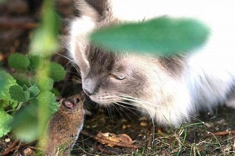 女人做梦梦到猫和老鼠什么意思