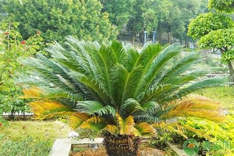 家里有什么植物最旺