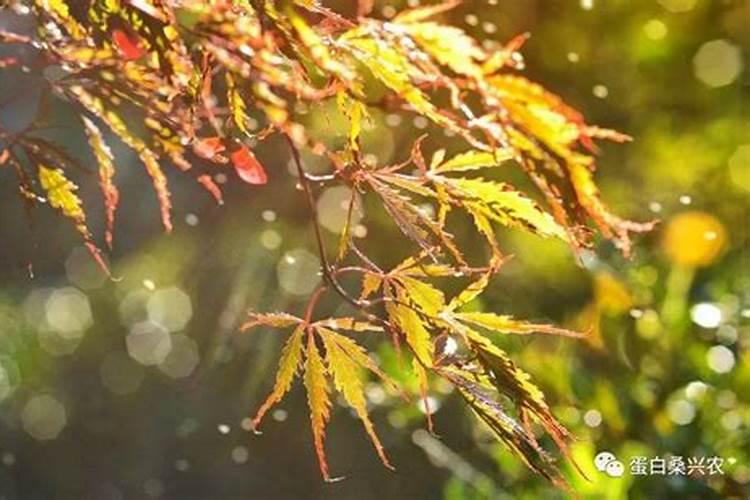 梦见亲人胳膊切断了的预兆