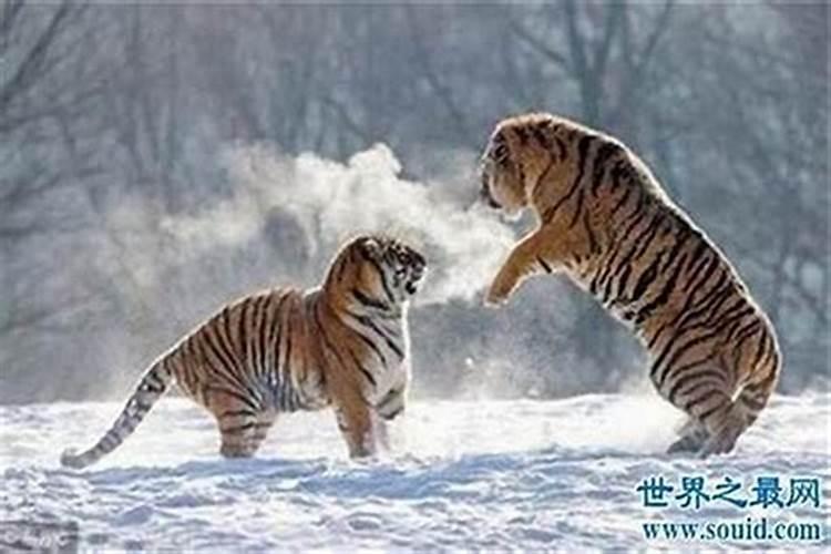 79年属羊的往年会不会犯太岁？