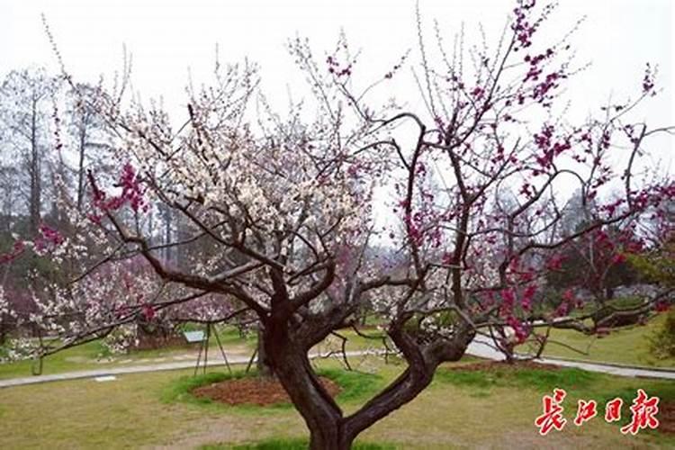 2024清明节哪些生肖不能去上坟