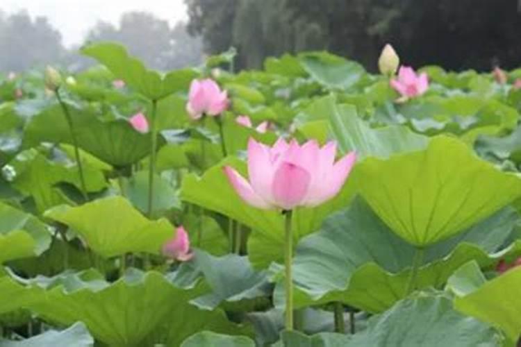 安徽凤阳立夏吃什么