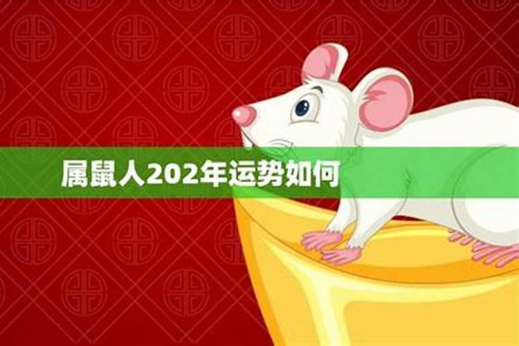 属鼠人2025年全年运势运程