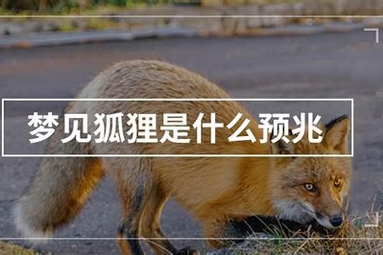 梦见狐狸是什么意思 梦见狐狸代表什么意思呢