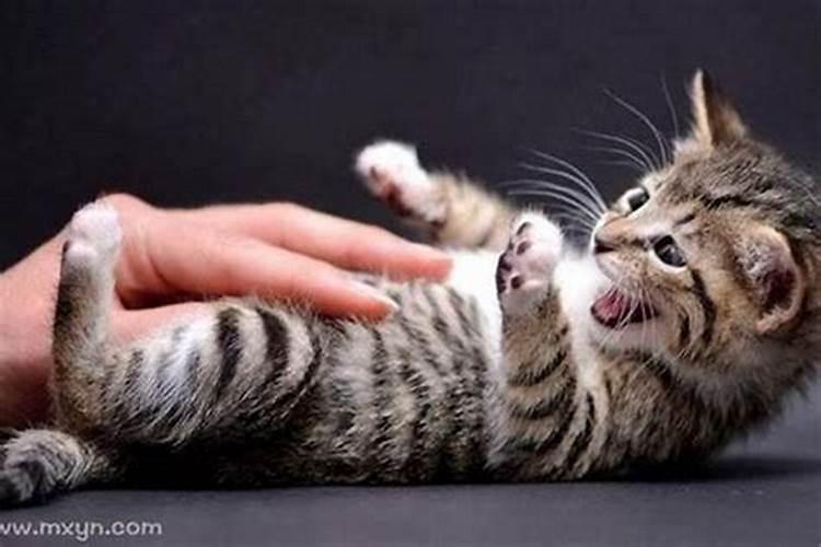 女人梦见猫咬的七大预兆