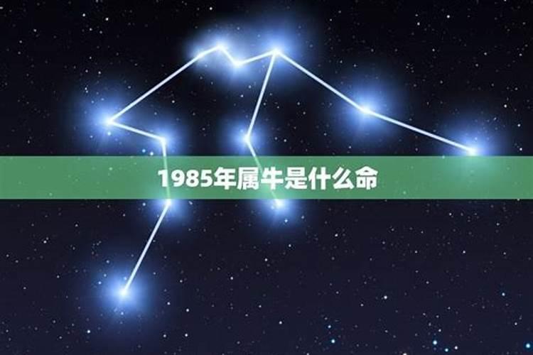 1985年属牛是金命还是木命 一生运势详解？