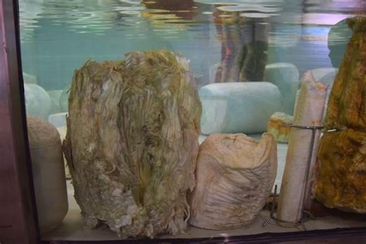 水里捞到的太岁是生物还是化石