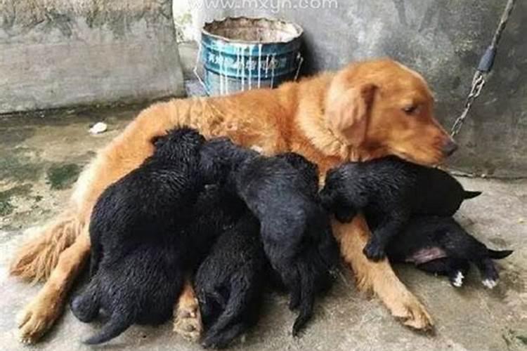 猪和虎相冲吗
