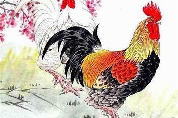 鸡和羊八字合吗