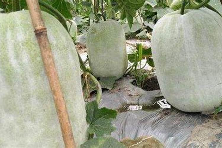 冬瓜皮外面的白霜有什么作用